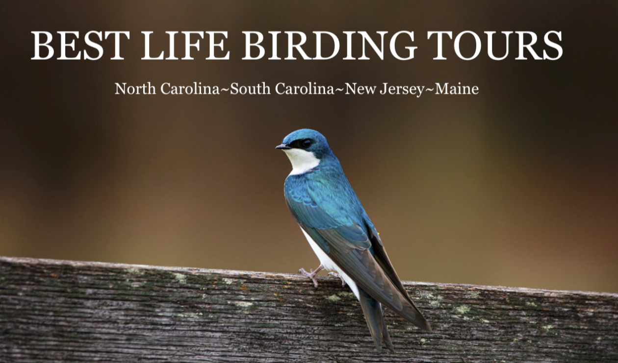 Best Life Birding